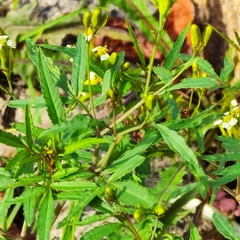 Tagetes minuta