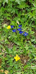 Gentiana bavarica bavarica