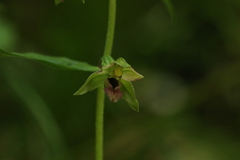 Epipactis