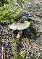 Amanita augusta