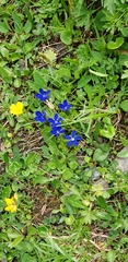 Gentiana bavarica bavarica