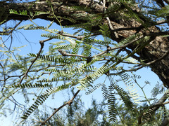 Prosopis velutina