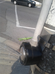 Mantis religiosa