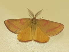 Lythria purpuraria