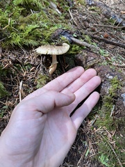 Amanita augusta