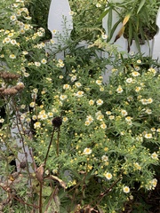 Boltonia asteroides