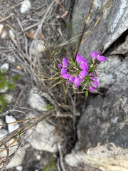 Polygala