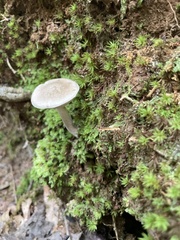 Rhodocybe