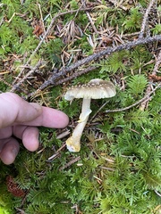 Amanita augusta