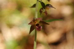 Epipactis