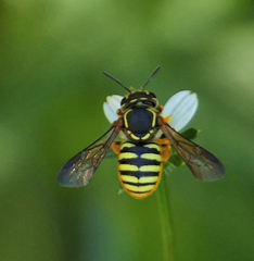 Paranthidium jugatorium