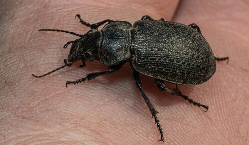 Calosoma cancellatum photo 4