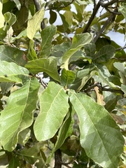 Quercus castanea