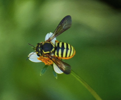 Paranthidium jugatorium