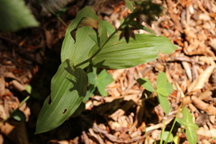 Epipactis