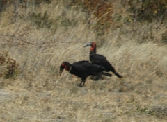 Bucorvus leadbeateri