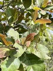 Quercus castanea