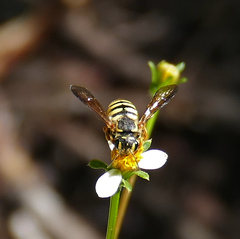 Paranthidium jugatorium