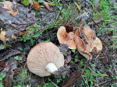 Lactarius zonarius
