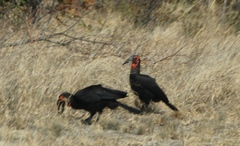 Bucorvus leadbeateri