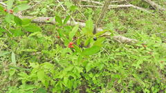 Rauvolfia tetraphylla