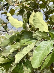 Quercus castanea