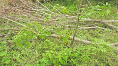 Rauvolfia tetraphylla