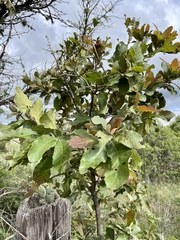 Quercus castanea