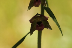 Epipactis