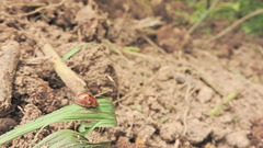 Chelymorpha gressoria