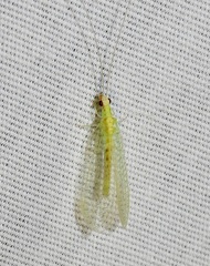 Chrysopa quadripunctata