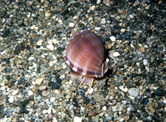 Semicassis bisulcata