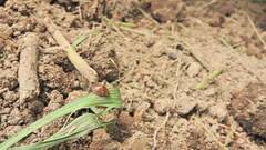 Chelymorpha gressoria