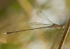 Lestes elatus