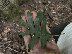 Quercus alba