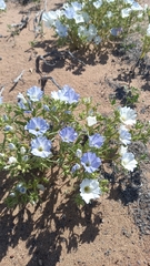 Nolana baccata