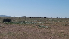 Nolana baccata