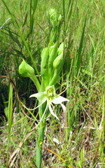 Habenaria