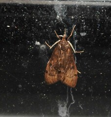 Uresiphita
