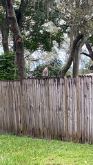 Buteo lineatus