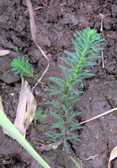 Myriophyllum aquaticum