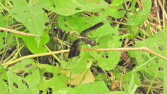 Erythrodiplax funerea