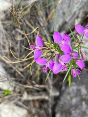 Polygala