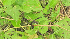 Erythrodiplax funerea