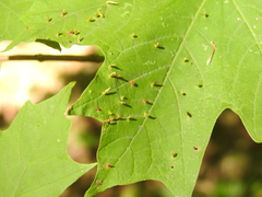 Vasates aceriscrumena