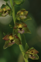 Epipactis