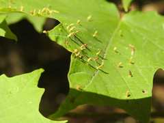 Vasates aceriscrumena