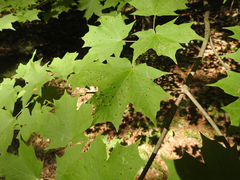 Vasates aceriscrumena