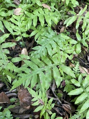 Woodwardia areolata