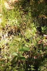 Epipactis
